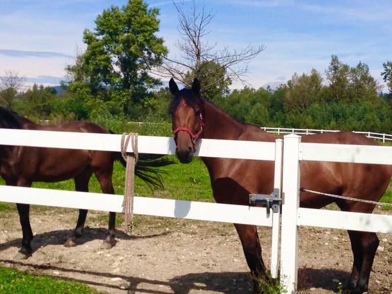 Equine Fence Installation in Sacramento, CA