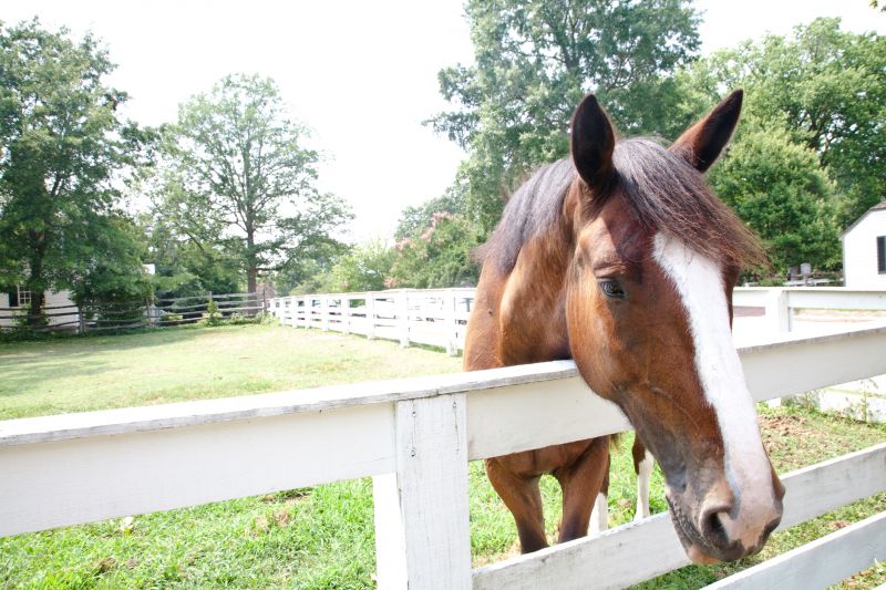 Equine Fence Installation in Sacramento, CA