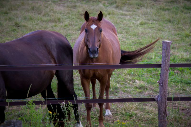 Horse Fence Replacement in Roseville, CA